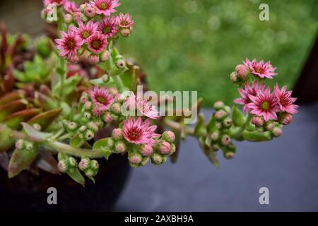 Sempervivum Blumen Stockfoto