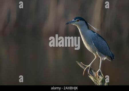 Wunderschöner Schwarzgekrönter Nachtreiher (Nycticorax nycticorax) auf einem Zweig. Natürlicher Lebensraum. Stockfoto