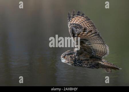 Eine wunderschöne, riesige Eule (Bubo bubo), die tief über einem See fliegt. Noord Brabant in den Niederlanden. Stockfoto