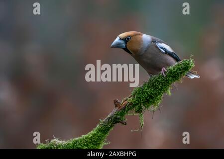 Schöner Hawfinch (Coccothraustes coccothraustes) auf einem Zweig im Wald von Noord Brabant in den Niederlanden. Herbst Hintergrund. Stockfoto