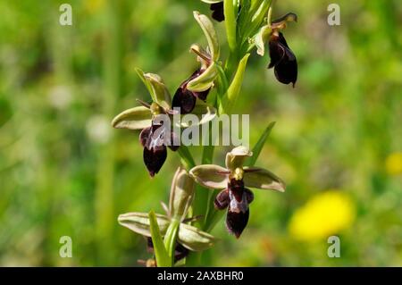 Biene Fly Hybrid Orchid, Kleiner Bär wie Aussehen, kalziumreicher Boden, Blumen Juni, Stockfoto