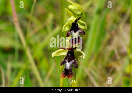 Fly Orchid, Ophrys insectifera, Nah oben, am Straßenrand in Somerset. Stockfoto