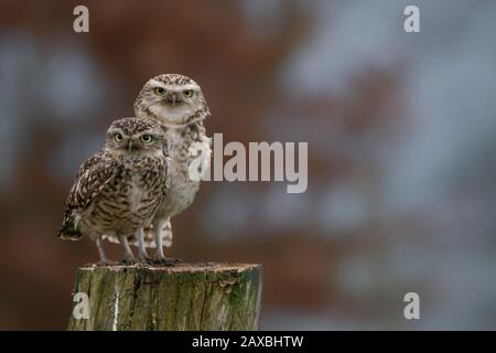 Zwei schöne Burrowing Owl (Athene cunicularia) auf einem Ast sitzen. Herbst Bokeh Hintergrund. Noord Brabant in den Niederlanden. Schreibbereich. Stockfoto