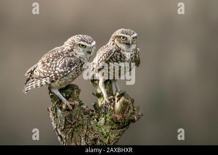 Zwei schöne Burrowing Owl (Athene cunicularia) auf einem Ast sitzen. Die Glückseleule für das neue Jahr. Bokeh Hintergrund. Noord Brabant in den Niederlanden Stockfoto