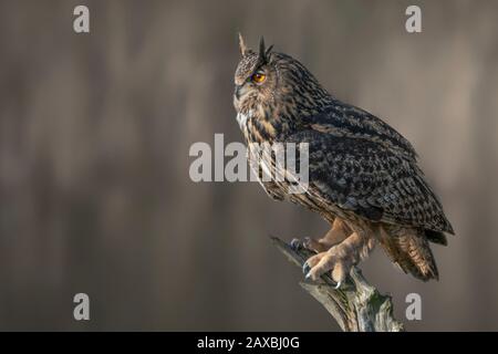 Eurasische Eule (Bubo bubo) auf einem Ast. Noord Brabant in den Niederlanden. Stockfoto