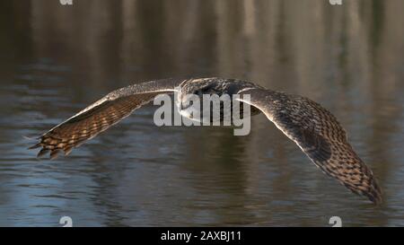 Eine wunderschöne, riesige Eule (Bubo bubo), die tief über einem See fliegt. Noord Brabant in den Niederlanden. Stockfoto