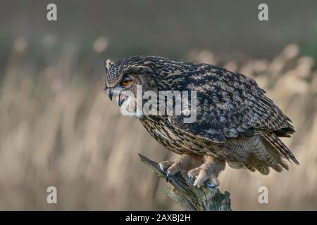 Eurasische Eule (Bubo bubo) auf einem Ast. Noord Brabant in den Niederlanden. Stockfoto