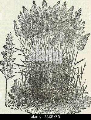 Stecklers Saatkatalog und Gartenhandbuch für die Südstaaten : 1902 . Rassen. Kopien zum Verlegerpreis zum Verkauf. Papierhüllen, 25 Cent; Tuch, 35 Cent; Porto bezahlt. ROTES SPITZENGRAS. Agrostis Vulgaris* Das ist das beste Gras Englands, das Schafgras der Vereinigten Staaten; nicht die Unehre eines Mannes, sondern wahrscheinlich becauseso gut an die Herde angepasst. Es ist kalledauch Fine Top, Burden und Bordengrass. Der Charakter variiert stark, je nach Boden, Lage, Klima und Kultur; einige Botaniker haben ihn APolymorpha gestylt. Sie wächst zwei bis drei Feethigh und kann bei vier Feethigh gemäht werden. Es Stockfoto