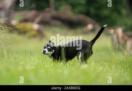 Foto des gemischten Junghundes sibirischen Huskys auf Wiese, Spielen, laufen. Stockfoto