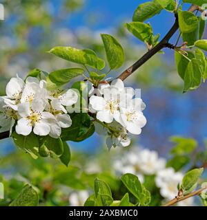 Blühende Birnbaum im Frühjahr Stockfoto