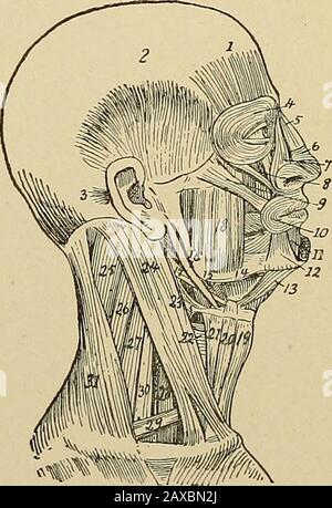 Angewandte Anatomie und orale Chirurgie für Zahnärzte . Sie haben knöcherne Einfügungen, und einige von ihnen haben keinen Knochenursprung. Die orale Gruppe besteht aus der orbicularis orisand jenen Muskeln, die in sie eingesetzt werden. Der orbicularis oris bildet den Schließmuskel des Mundes. Er ist elliptisch und seine Fasern verschlungen sich mit denen der anderen Expressionsmuskeln. Die restlichen Musclesare werden in die oris orbicularis eingeführt und sind wie folgt, beginnend an der Medianlinie oben: Levator labii superioris alcequc nasi, entsteht aus dem oberen und äußeren Teil des Nasenprozesses der Maxille. Levator labii superio Stockfoto