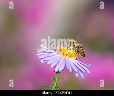 Biene sammelt Nektar auf lila aster Blume. Stockfoto