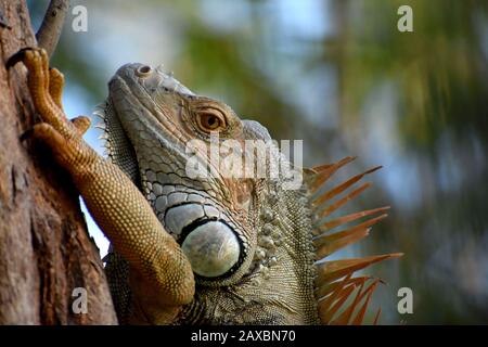 Grünes Iguana In Playa Del Coco, Costa Rica Stockfoto