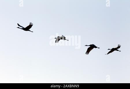 Vier Sandhill Krane in Flugsilhouetten Stockfoto