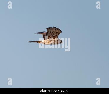 Northern Harrier im Flug Stockfoto