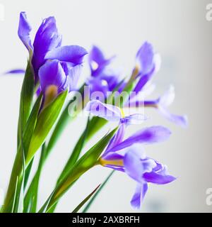 Blumenstrauß japanischer Irisse über hellgrauem unscharfen Hintergrund, quadratisches Makrofoto mit selektivem Fokus. Iris Laevigata Stockfoto