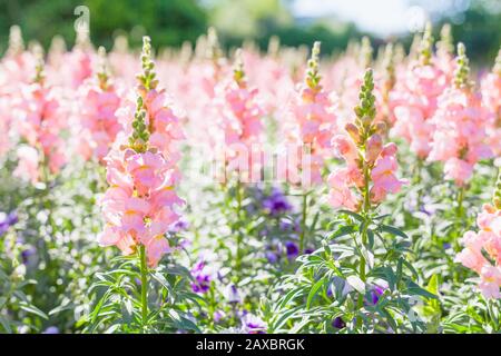 Hintergrund des Sommergartens. Antirrrhinum-Blumen, die im Allgemeinen als Drachenblumen oder Schnapdrachen bekannt sind Stockfoto