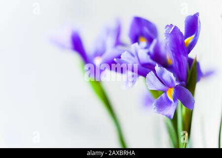 Japanische Iris, Blumen über hellgrauem, verschwommenem Hintergrund, Makrofoto mit selektivem Fokus. Iris Laevigata Stockfoto
