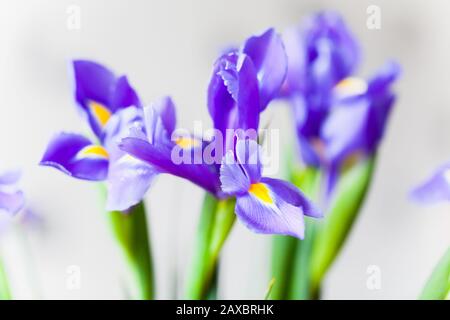 Japanisch irisiert über hellgrauem unscharfen Hintergrund, Makrofoto mit selektivem Fokus. Iris Laevigata Stockfoto