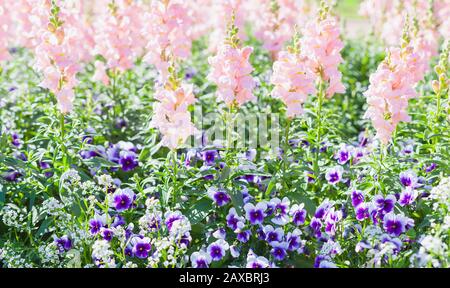 Hintergrund des Sommergartens. Rosafarbene Antirrrhinumblumen, die im Allgemeinen als Drachenblumen oder Schnapsblumen und Gartenpanse bekannt sind Stockfoto