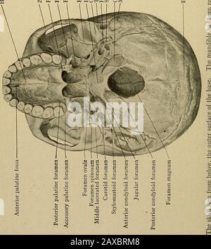 Angewandte Anatomie und orale Chirurgie für Zahnmediziner. Rygoider Prozess des Sphenoiden, der Hinternarben, der Pterygoid Fossa, der eminentia articularis, der Glenoidfossa, der Tympanplatte, des Styloid-Prozesses, des themastoiden Prozesses, des petrischen Teils des Temporalknochens, der basilaren und kondyloiden Prozesse des Occipitalipes, des Knochens Und die äußere Occipitale Protuberanz. Zu den wichtigsten Foramina zählen: Die vordere, hintere und akzessorische Palatinforamina, das Foramen ovale, das Foramen Spinosum, die Karotis, die mittlere Laktie, das Stylomastoid, die posteriore Laktation oder der Jugular, die anteriore und die posteriore c Stockfoto