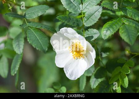 Rosa rubiginosa. Weiße Wildroseblüume auf einem grünen Zweig im Sommergarten Stockfoto