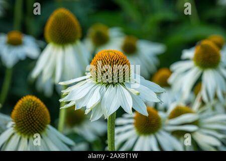 Ein Nahfoto mit weißen und orangefarbenen Koneblumen Stockfoto