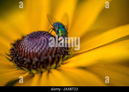 Ein Nahfoto einer bunten Fliege auf einer leuchtend gelben Koneblume mit Platz für Text Stockfoto