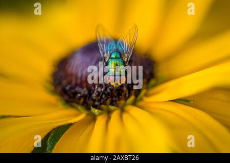 Ein Nahfoto einer bunten Fliege auf einer leuchtend gelben Koneblume Stockfoto