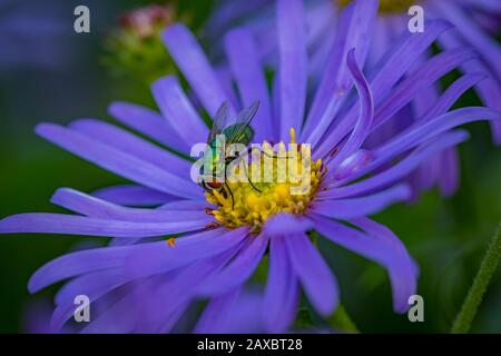 Eine Nahaufnahme einer gemeinsamen grünen Flaschenfliege (Lucilia sericata) auf einer leuchtend violetten und gelben Blüte Stockfoto