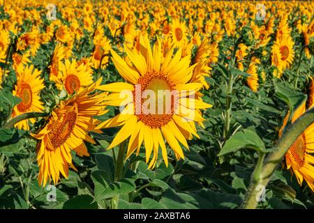 Auf dem Feld wachsen viele Sonnenblumen. Nahaufnahme. Stockfoto