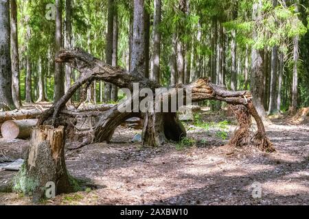 Riesige, sich ausbreitende Wurzel eines abgeschnittenen alten Baumes wurde im Wald auf dem mit Nadeln und Kiefernkegeln bedeckten Boden ausgebreitet. Stockfoto