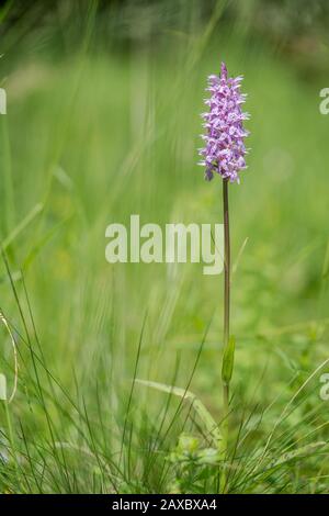 Gemeine Gepunktete Orchidee Dactylorhiza fuchsii, auf Wiese Stockfoto