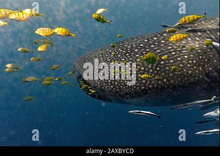 Walhai (Rhincodon Typus) mit gelben Pilot Fisch Stockfoto