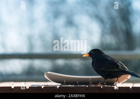 Gemeiner schwarzer Vogel (Turdus merula), der von einem Teller auf einem Balkon isst. Konzept des Tierschutzes, Schutz der einheimischen Arten vor Lebensmittelknappheit Stockfoto
