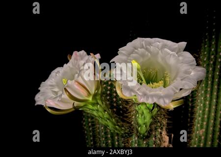 Die großen weißen Blüten des nächtlichen blühenden Trichocereus Spachianus Cactus, auch bekannt als Goldene Fackel und Goldene Säulenkaktus. Dies ist ein Stockfoto