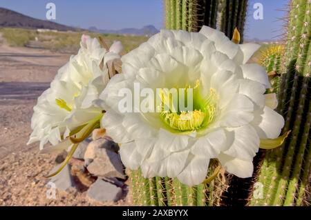 Die großen weißen Blüten des nächtlichen blühenden Trichocereus Spachianus Cactus, auch bekannt als Goldene Fackel und Goldene Säulenkaktus. Dies ist ein Stockfoto