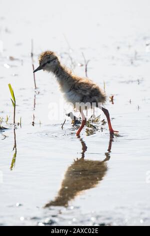 Gemeinsame Rotschenkel (Tringa totanus) Küken in Wasser. Diese Eurasischen wader Vogel sind gemeinsame Züchter in den agraric Grasland der Niederlande. Stockfoto