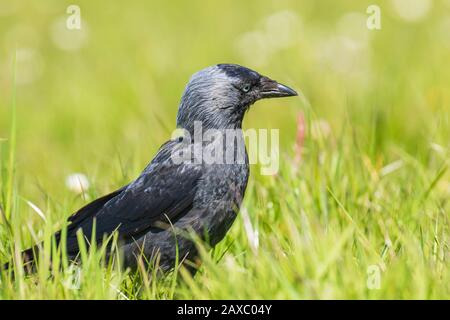 Closeup Portrait eines westlichen Coloeus Monedula Dohle vogel Futter im grünen Gras an einem sonnigen Tag Stockfoto