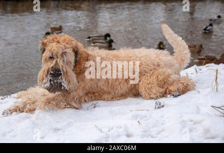 Ein Hund liegt an der Bank eines kleinen Flusses, eine Menge Enten schwimmt entlang des Flusses. Winterlandschaft. Stockfoto