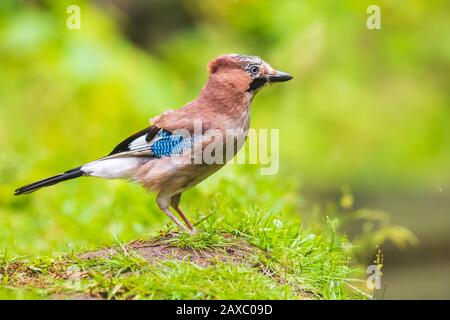 Nahaufnahme eines eurasischen eichelhähervogels (Garrulus glandarius), der im Gras thront. Sommerfarben im Hintergrund. Stockfoto