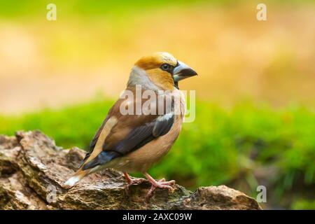 Nahaufnahme eines männlichen hawfinch Coccothraustes coccothraustes, Vogel, thront auf Holz. Selektiver Fokus, Tageslicht Stockfoto