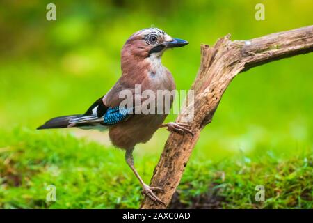 Eurasischen Eichelhäher Garrulus glandarius Vogel in einem Wald Baum gehockt. Tageslicht, selektiven Fokus Stockfoto