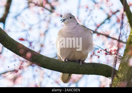 Nahaufnahme von einem Eurasischen collared dove (Streptopelia decaocto) Vogel, thront und nisten in einem Baum mit rosa Blume Blumen Stockfoto