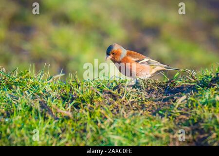 Nahaufnahme eines männlichen buchfink vogel, Fringilla coelebs, nahrungssuche in einer grünen Wiese Stockfoto