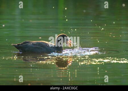 Eurasischer Kocher; Fulica atra, Fütterung. Verwendete Backlight-Technik Stockfoto