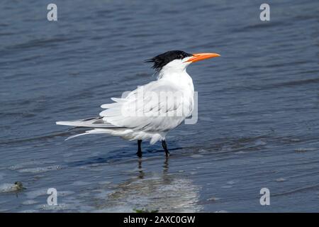 Nahaufnahme des Seevödlers, Royal Tern (Thalasseus maximus) watet im Wasser des Pazifischen Ozeans in Paracas, Peru. Stockfoto