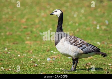 Nahaufnahme einer weißwangengans Branta leucopsis wandern und die Nahrungssuche auf einer Wiese an einem sonnigen Tag Stockfoto