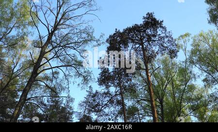 Baumwipfel mit einem klaren blauen Himmel im Hintergrund der Frühlingssaison. Dünner Mischwald. Panoramaansicht von unten nach oben. Stockfoto