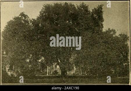 Die GemüsegardenAllgemeine Regeln für die Zubereitung und das Kochen von Gemüse. Mit einem Holzlöffel oder einem Kartoffelstampfer kochend, bis Obst verwendet wird, langsam bis zum Kochen pointand erhitzen und allmählich eine gleiche Menge erhitzten Zuckers hinzugeben. Cooklangsam 45 Minuten; in Steinbecher oder Tumbler geben. Blackberriesand Himbeeren sind Früchte, die am häufigsten für die Herstellung von Marmelade verwendet werden und beide benötigen gleiches Gewicht Zucker. MAYHAW GELEE. Folgen Sie dem Rezept für apfelgelee. Waschen, entfernen Sie Stamm und Blos-som Ende. Setzen Sie ihn in Granit oder Porzellan, und bewahren Sie Wasserkocher und zusätzliches Wasser auf, um fast auf die Spitze der Äpfel zu kommen; decken Sie und Stockfoto